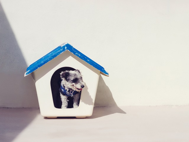 How to Build a Dog House