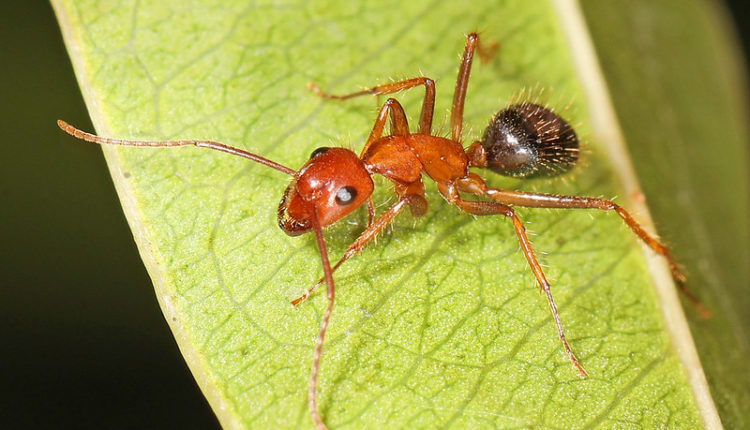 Florida Carpenter Ant