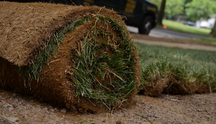 florida Sod