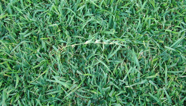 grass picture