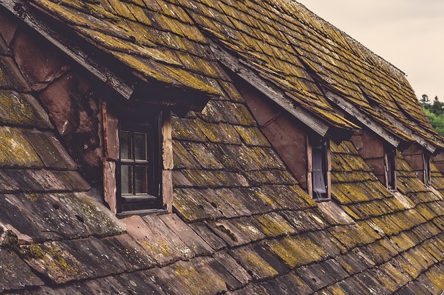 roof-Moss and Mold