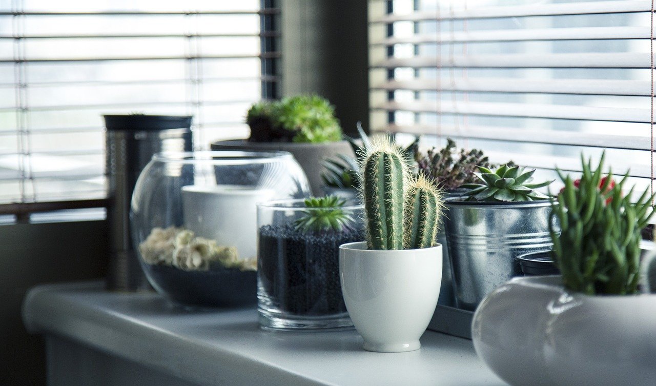 Household Plants That Need A Little Extra Care
