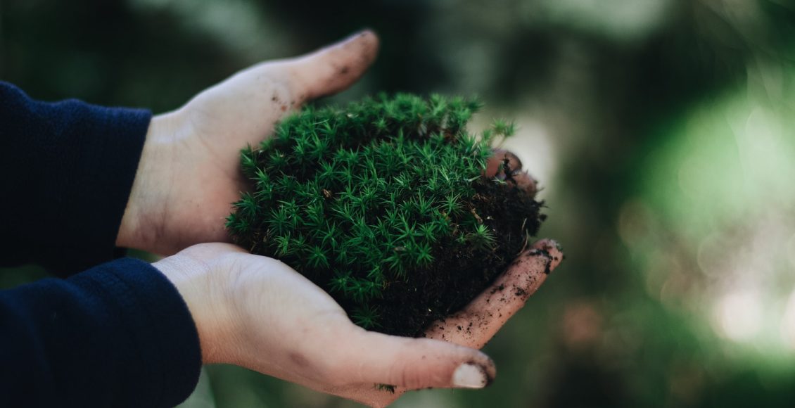 How to Use Peat Moss in Gardening