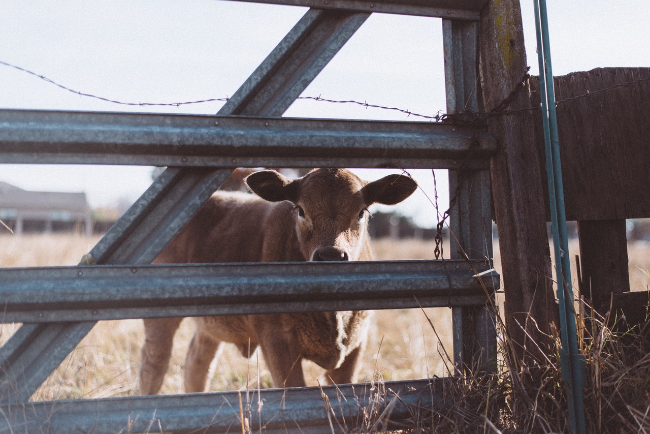 Invest In A Ranch