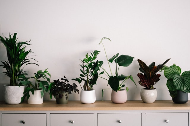 Arranged house plants 