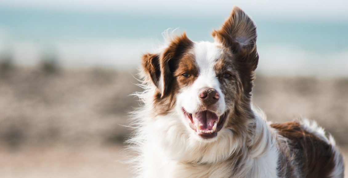 Adapt A House For A Large Pet