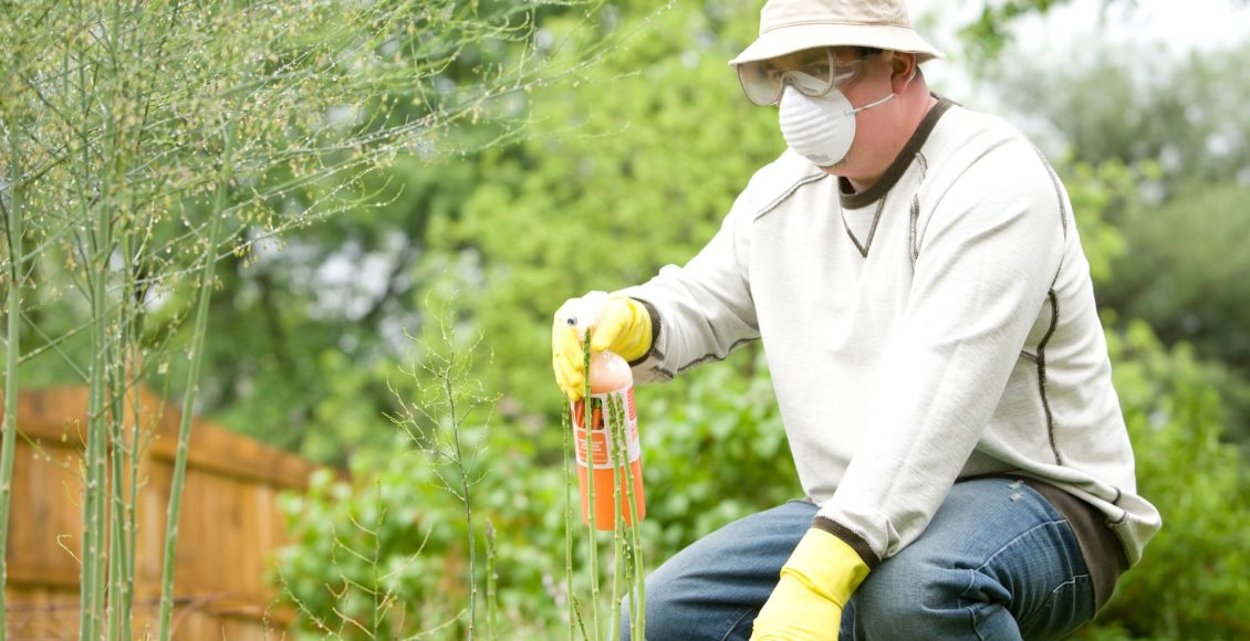 Dealing With a Pest Infestation