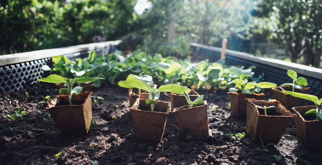 How Does Urban Agriculture Increase Property Value