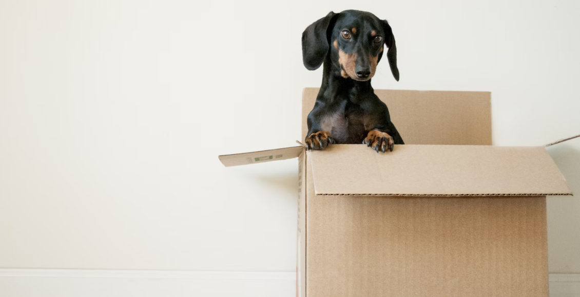 Make Your New House Feel Like a Home Straight Away